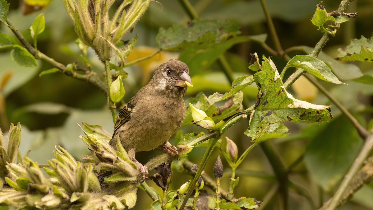 Thick-billed Seedeater - ML598751861