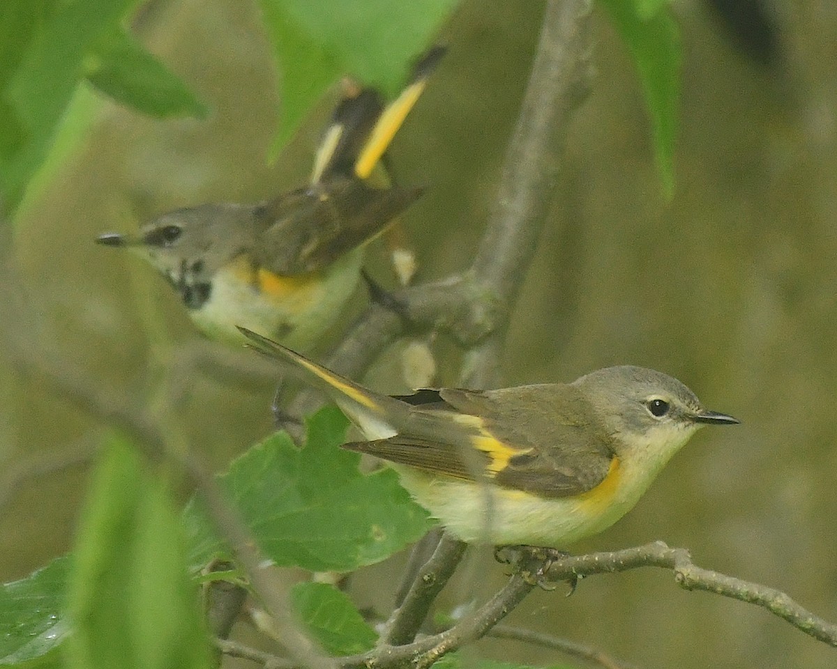 American Redstart - ML598751981