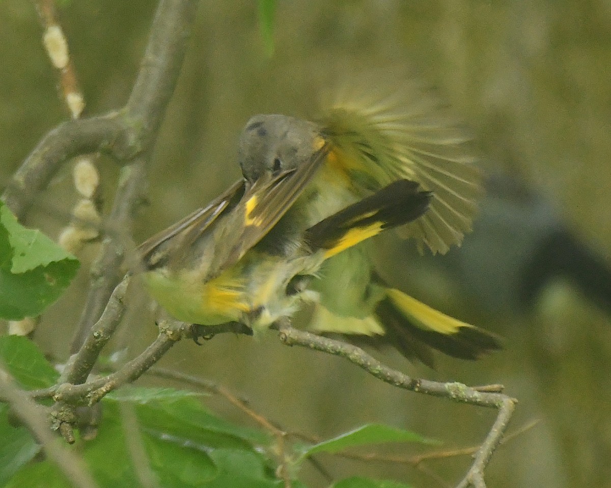 American Redstart - ML598752171