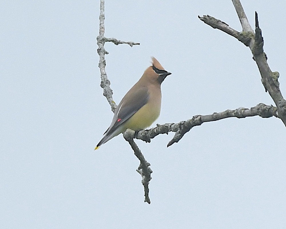 Cedar Waxwing - ML598753651