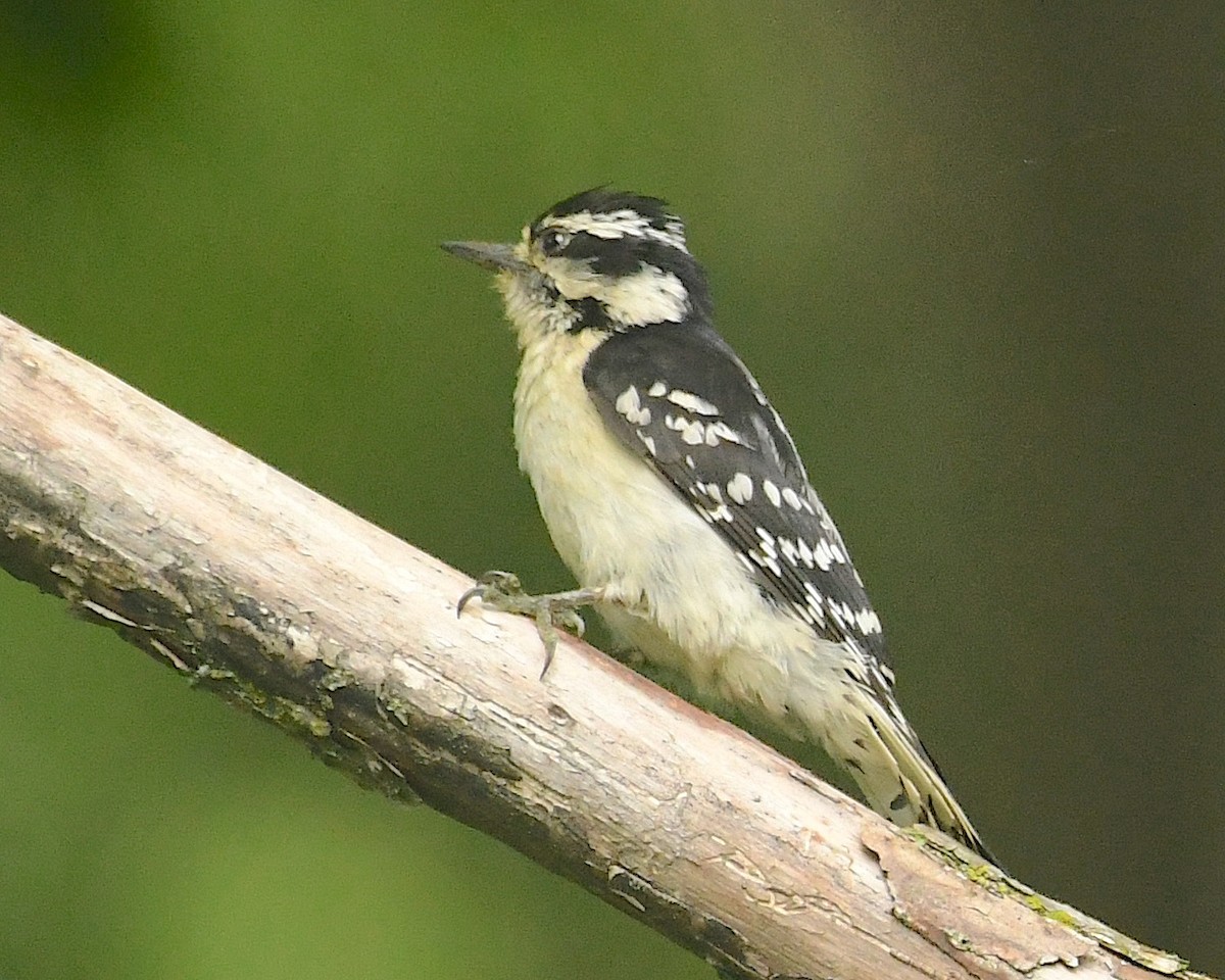 Downy Woodpecker - ML598754151