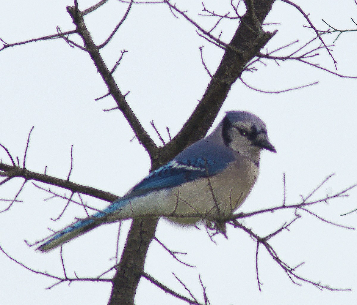 Blue Jay - ML59875451