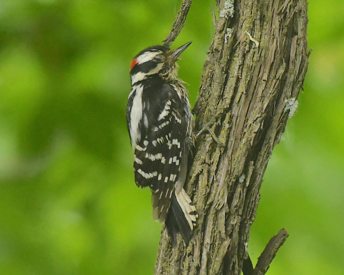 Downy Woodpecker - ML598754691