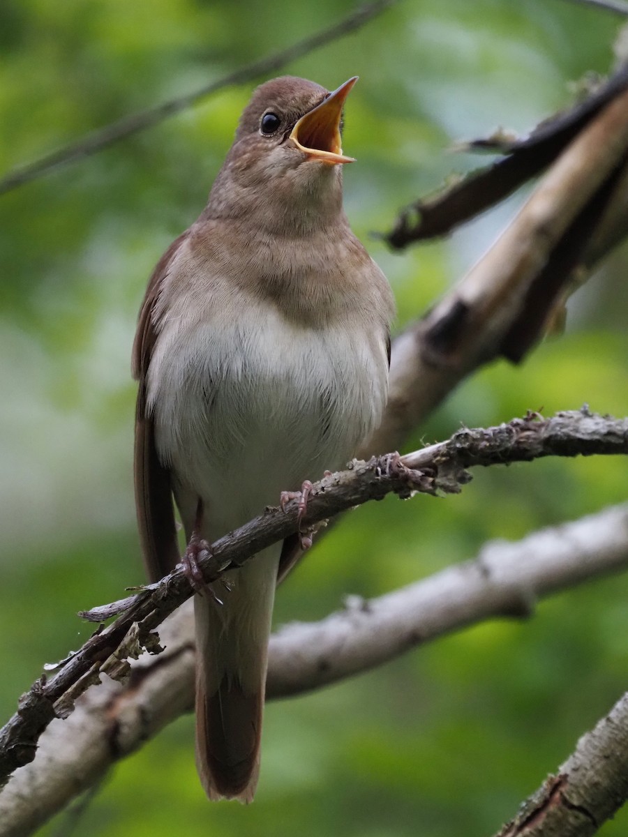 Thrush Nightingale - ML598754701