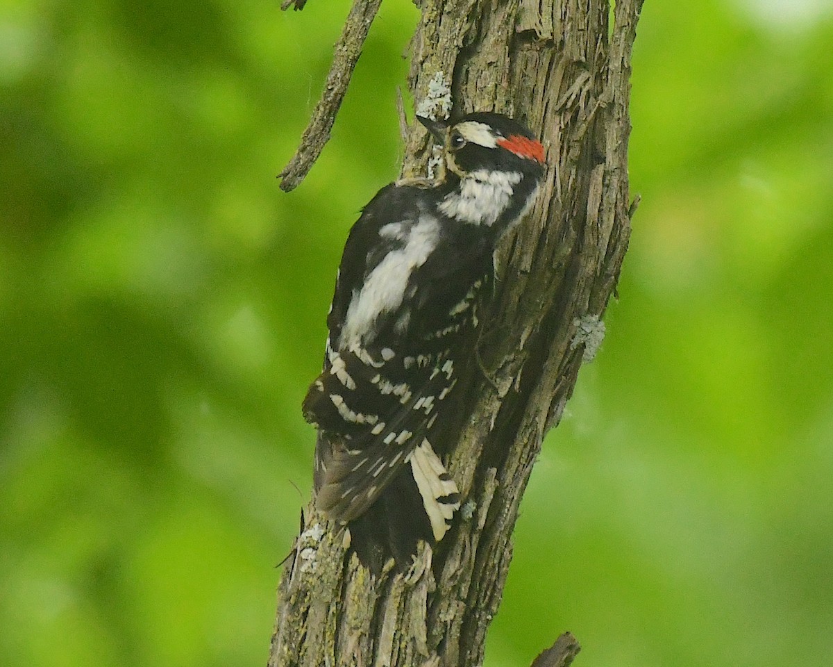 Downy Woodpecker - ML598754961