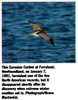 Eurasian Curlew - ML598755261