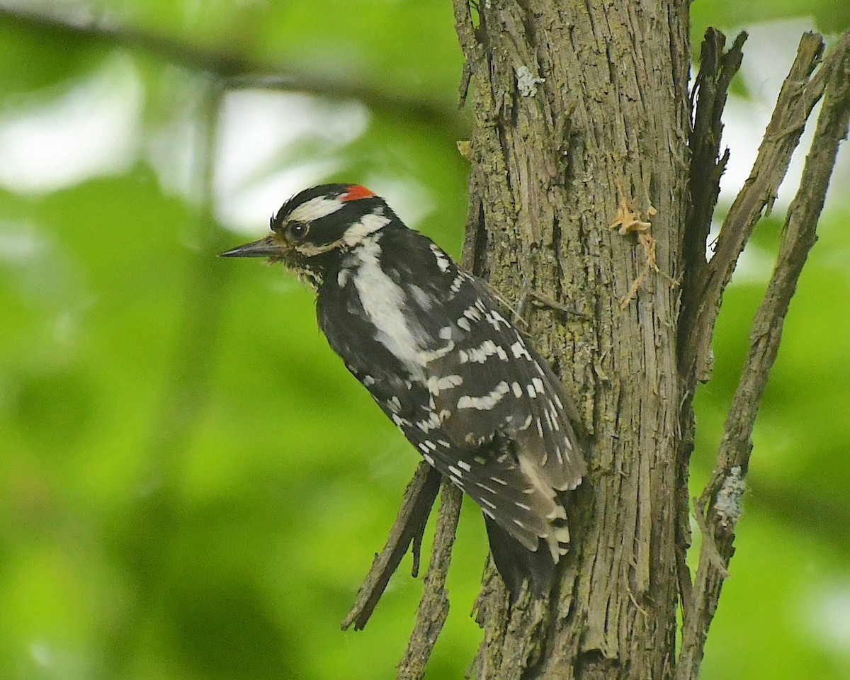 Downy Woodpecker - ML598755381