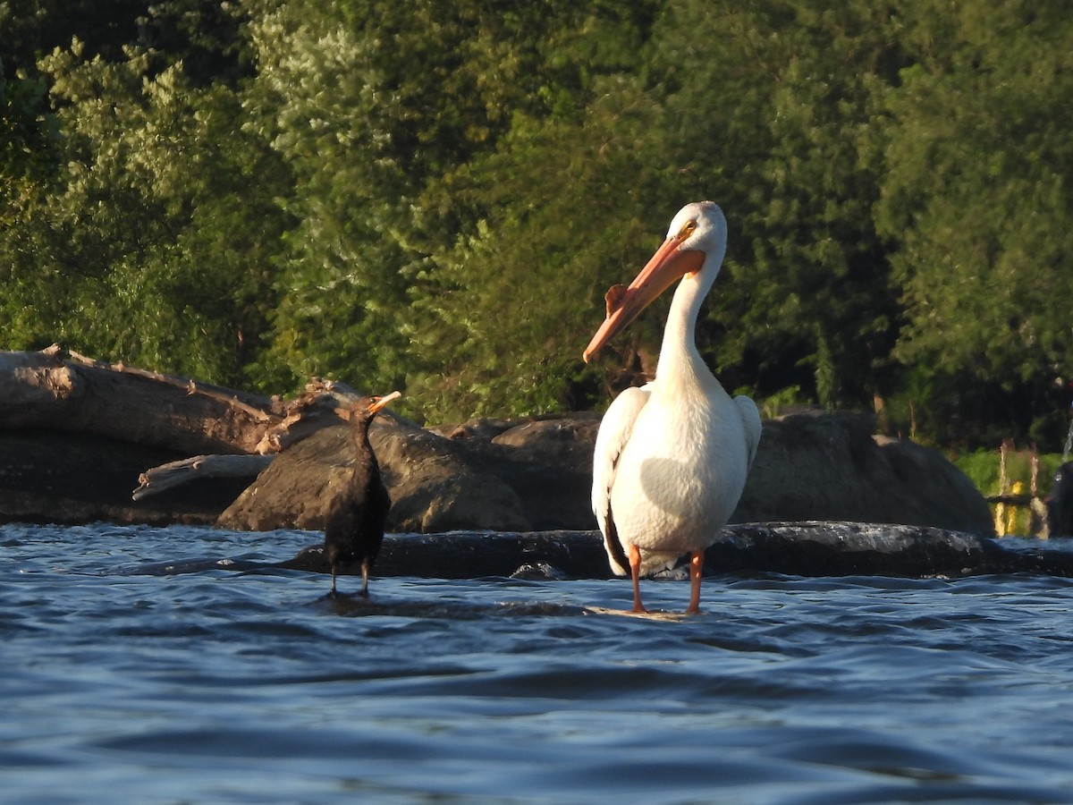 pelikán severoamerický - ML598755551