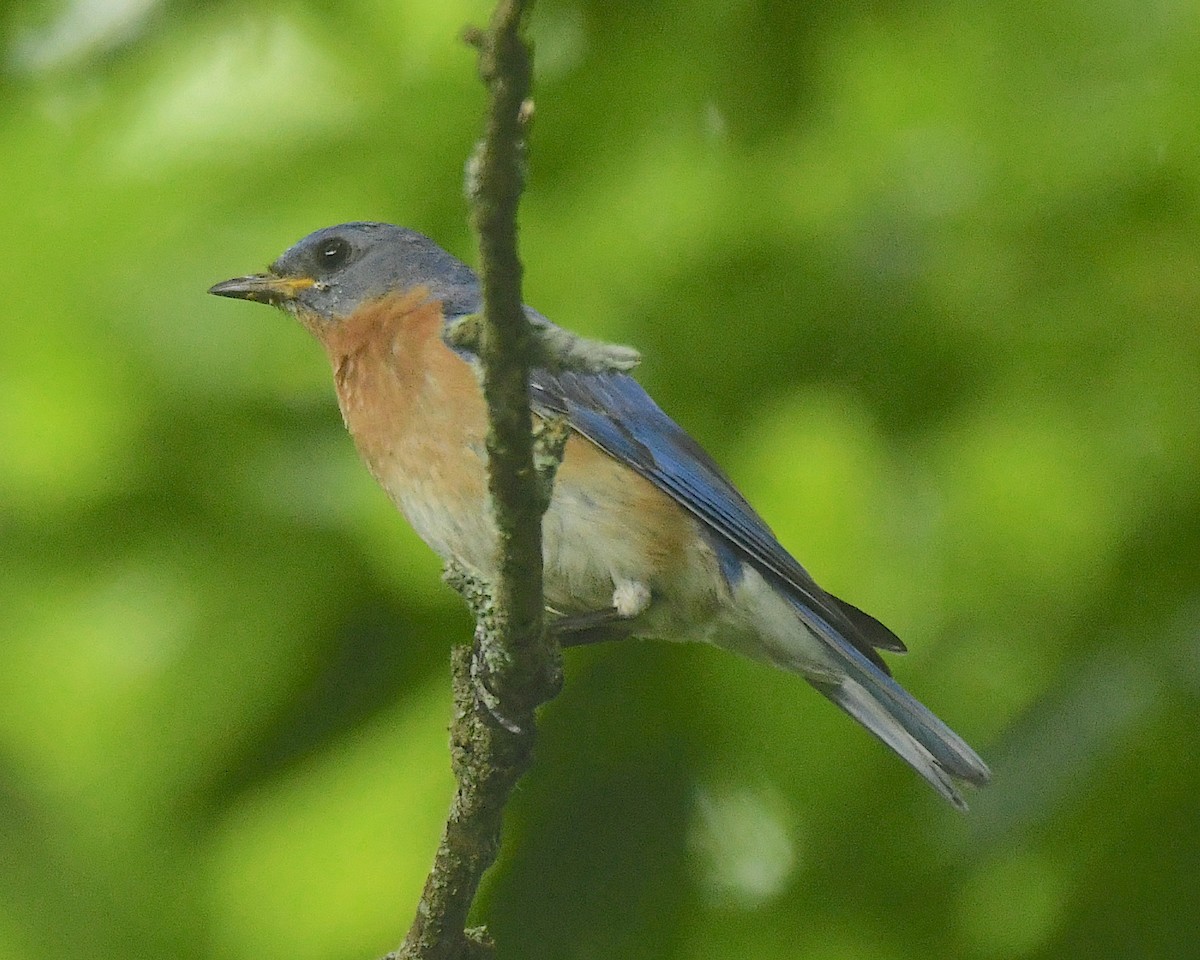 Eastern Bluebird - ML598755661