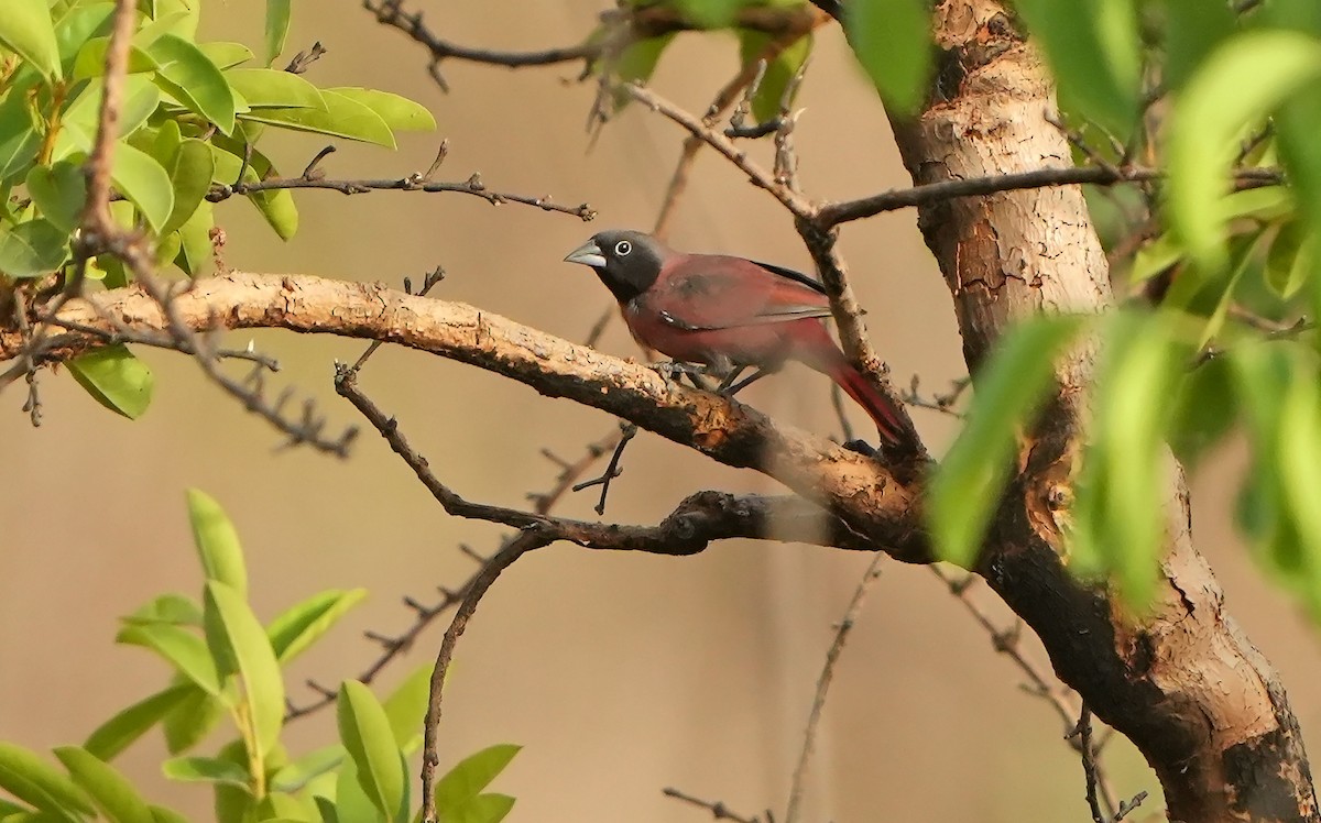 Black-faced Firefinch - Daniel López-Velasco | Ornis Birding Expeditions