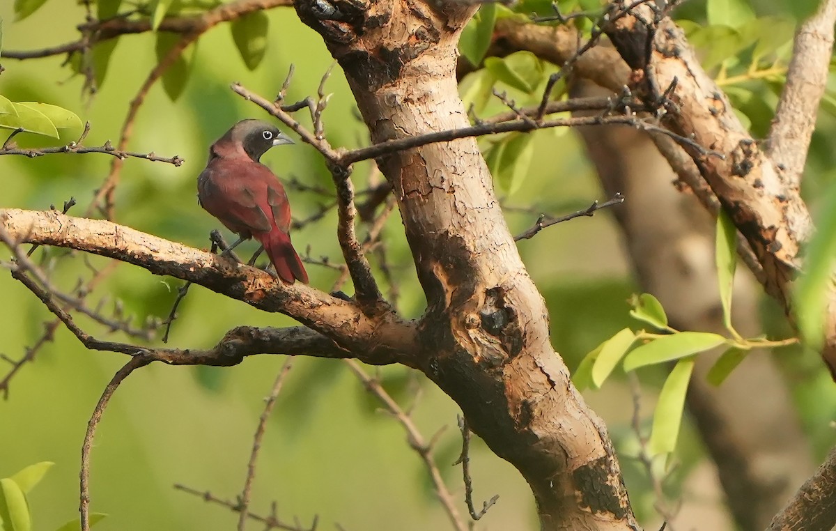 Black-faced Firefinch - ML598755941