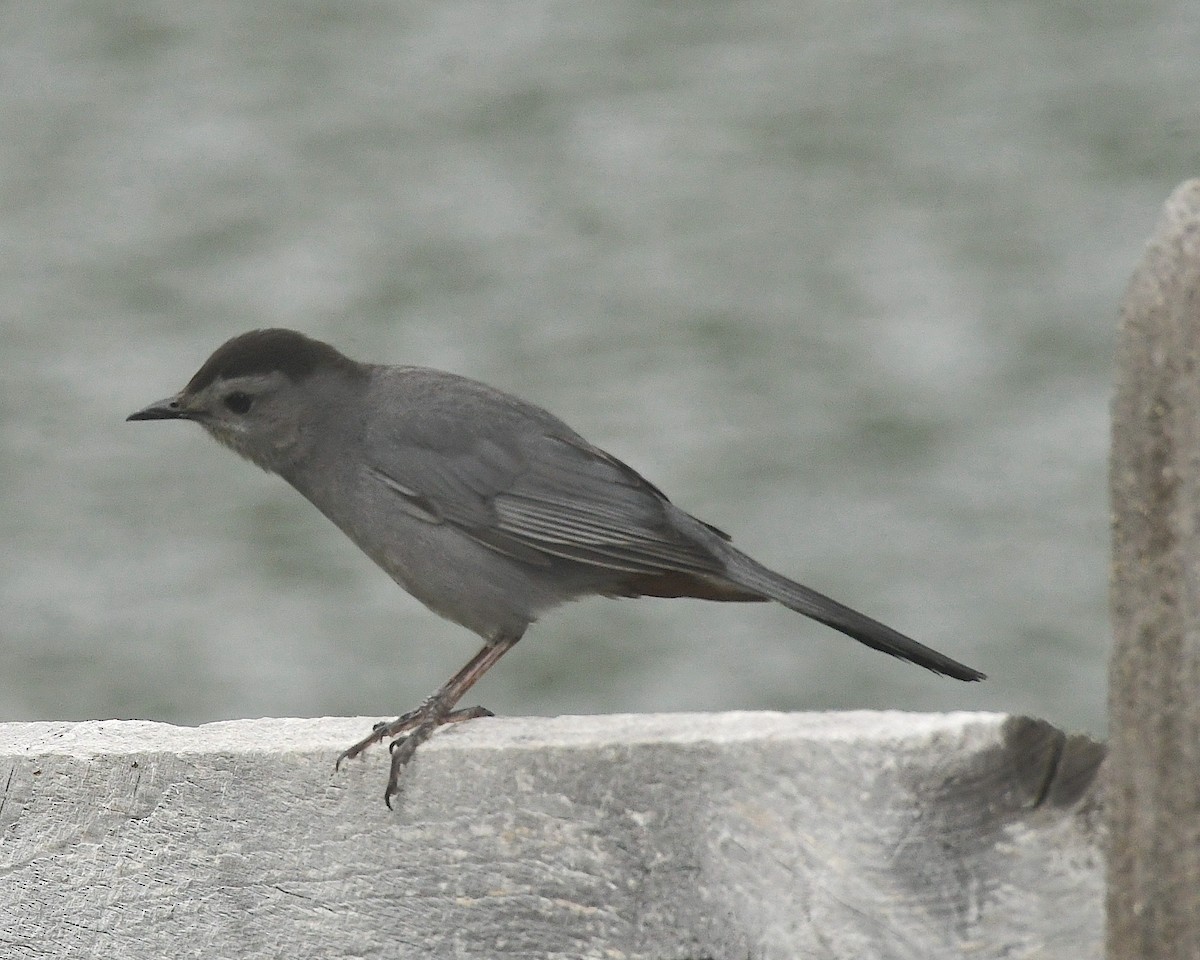 Gray Catbird - ML598755981
