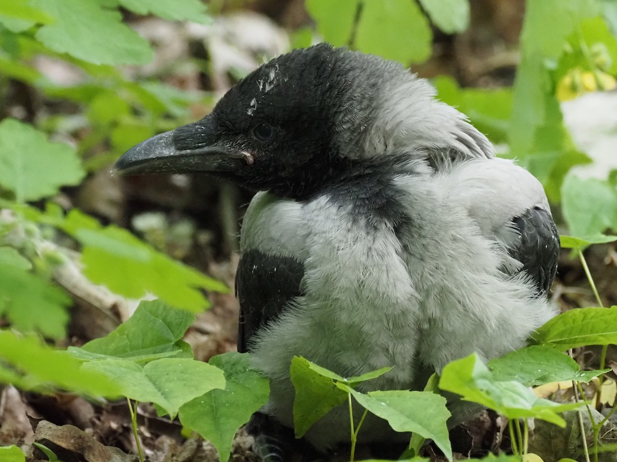 Hooded Crow - ML598756101