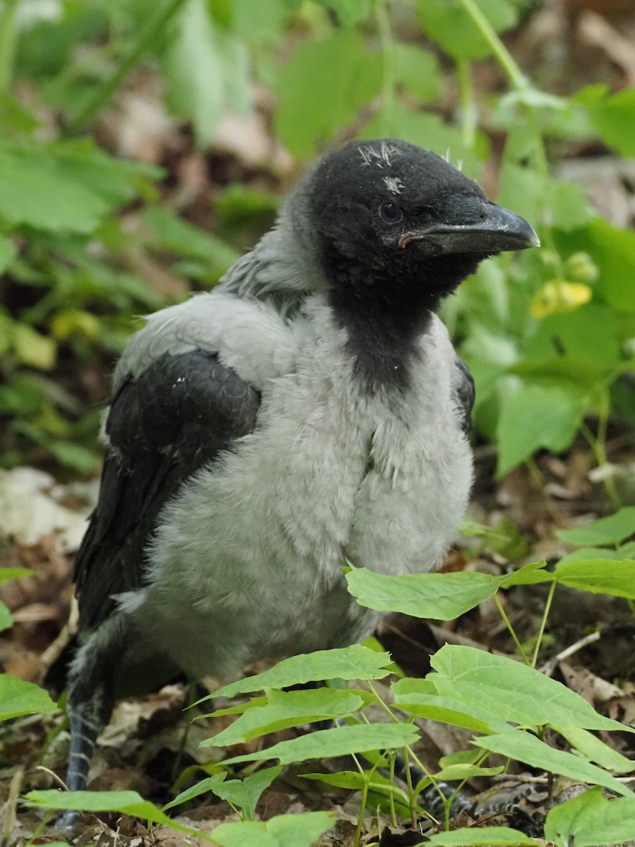 Hooded Crow - ML598756121