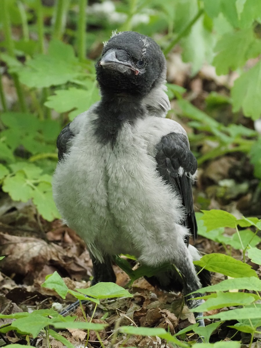 Hooded Crow - ML598756141