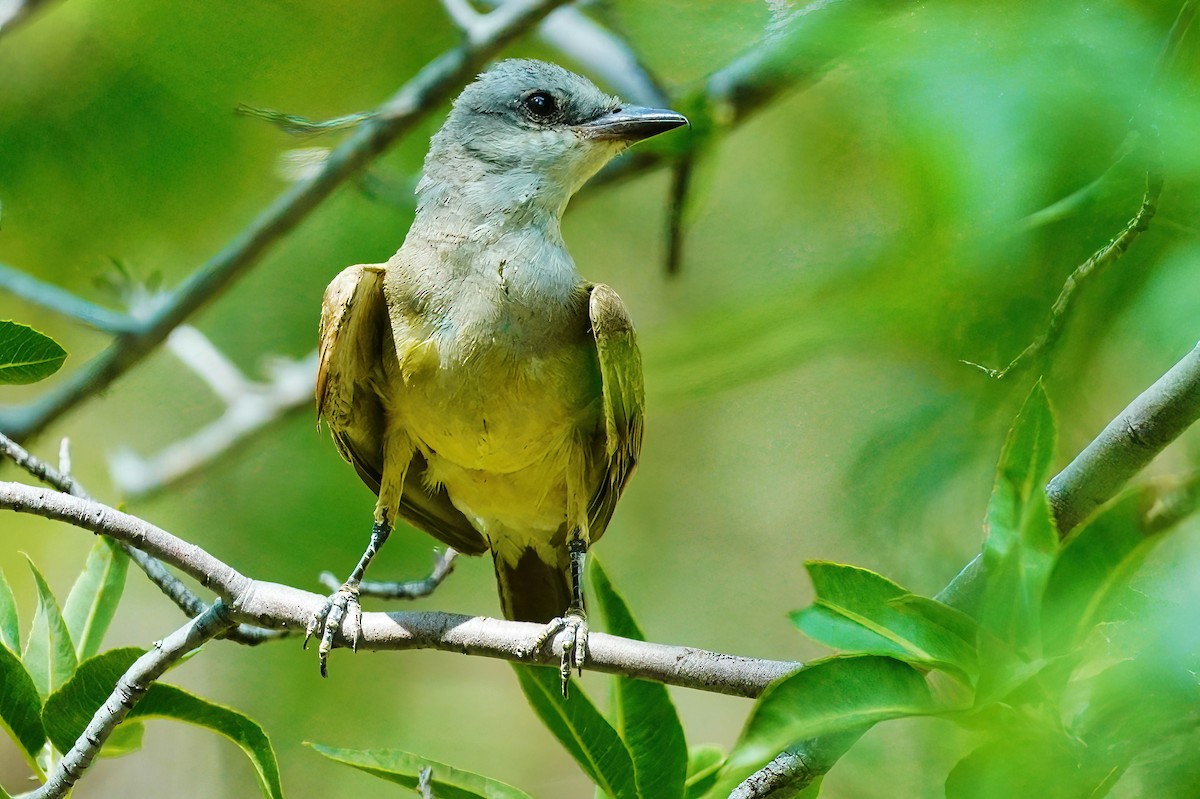 Western Kingbird - ML598756491