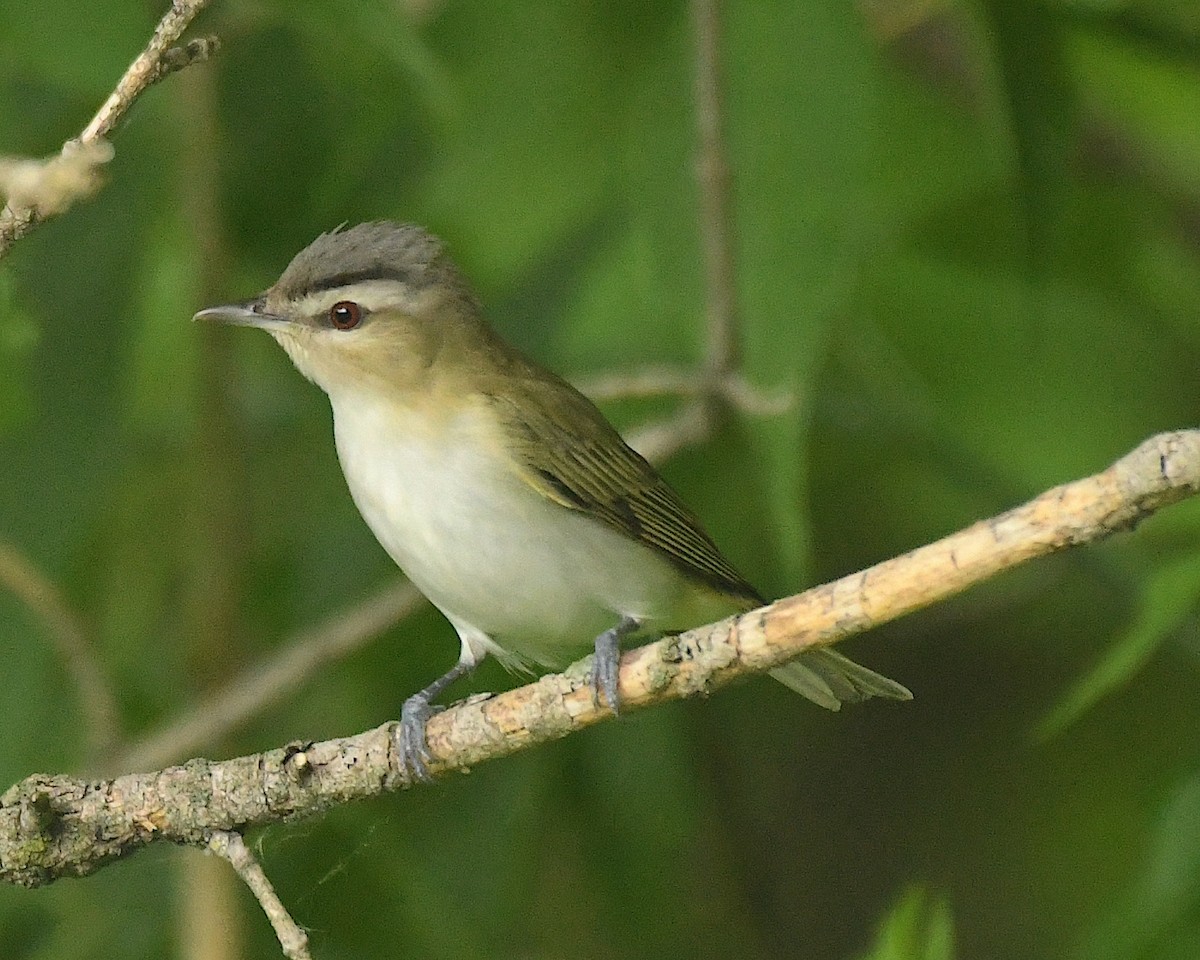 rødøyevireo - ML598756891