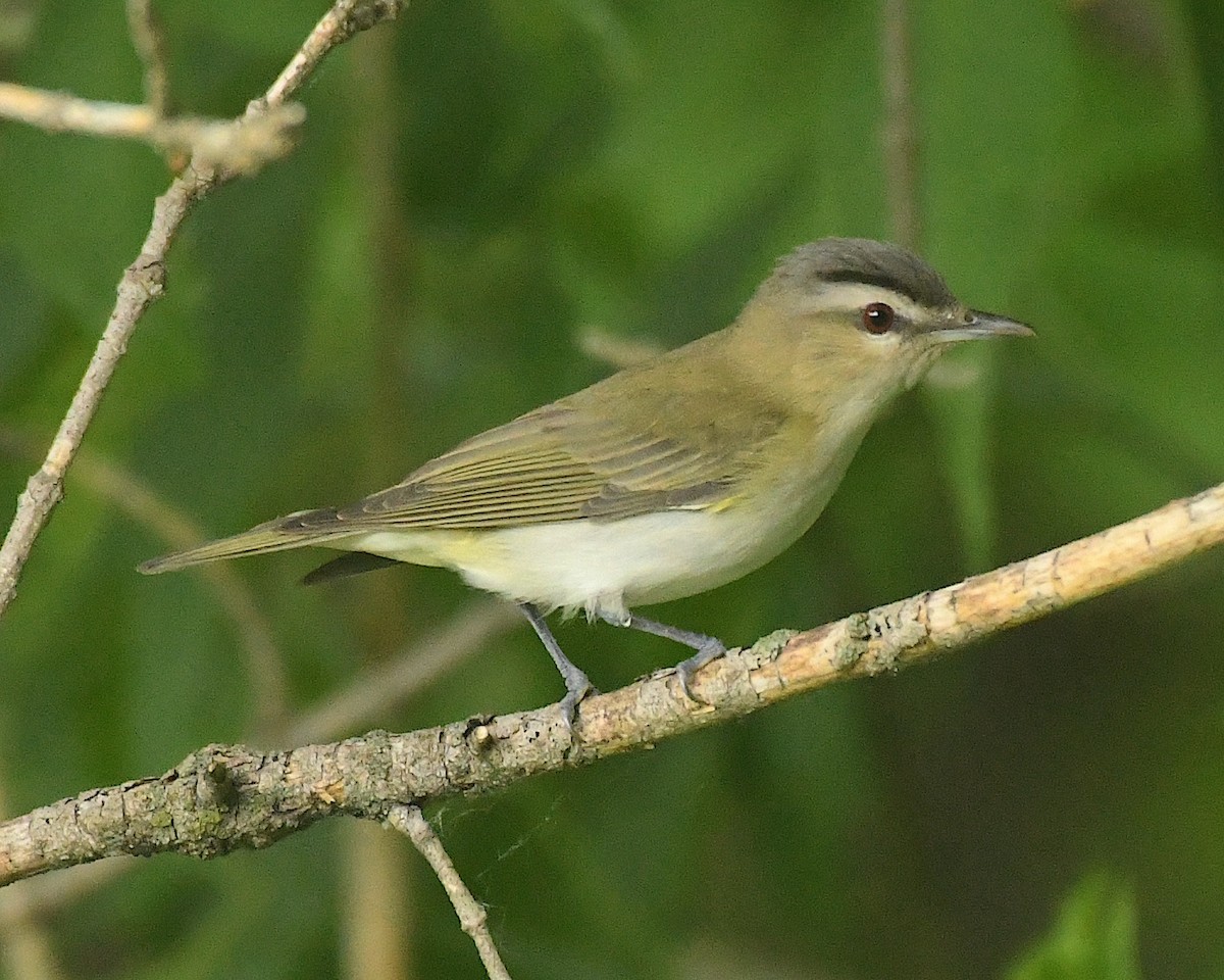 rødøyevireo - ML598756911