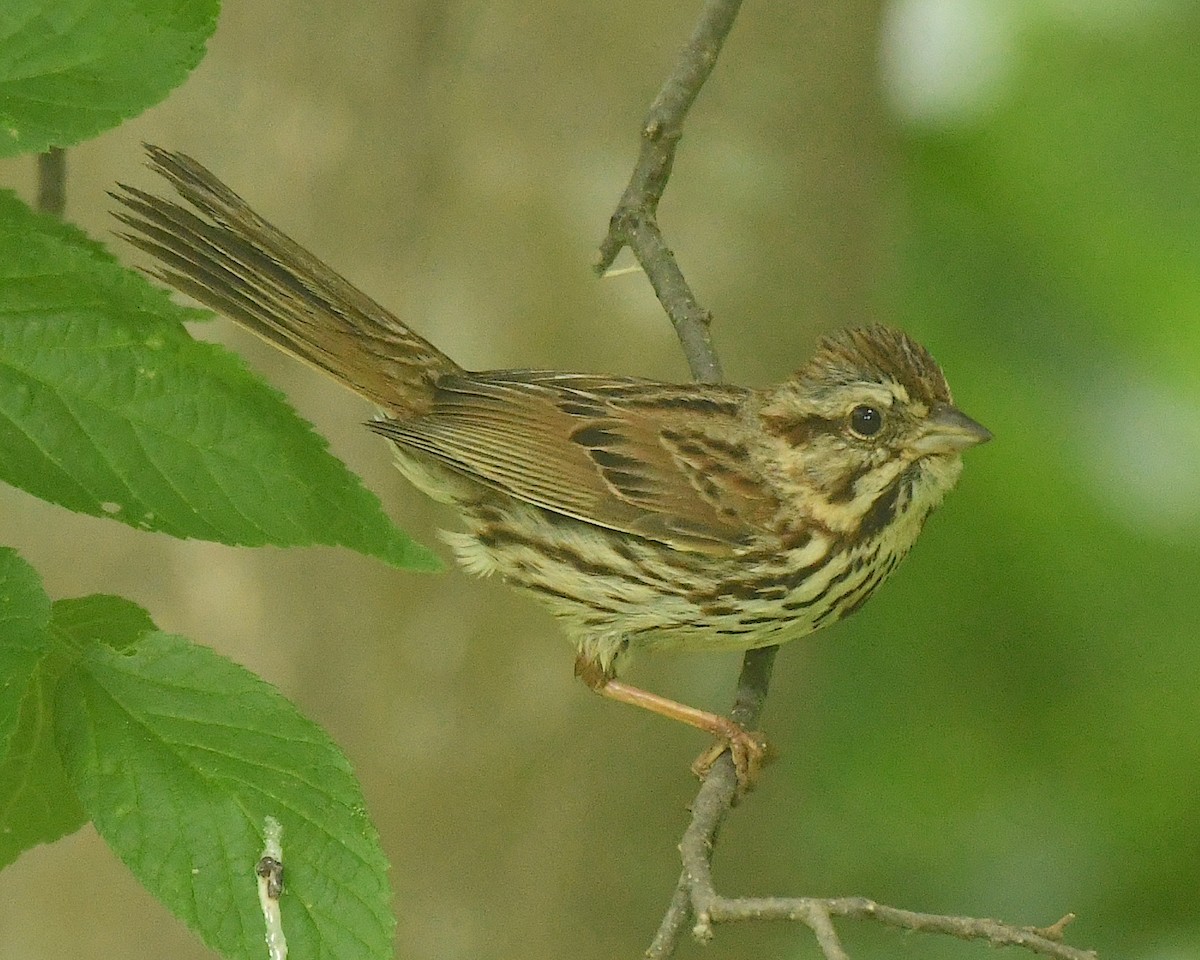 Song Sparrow - ML598757551