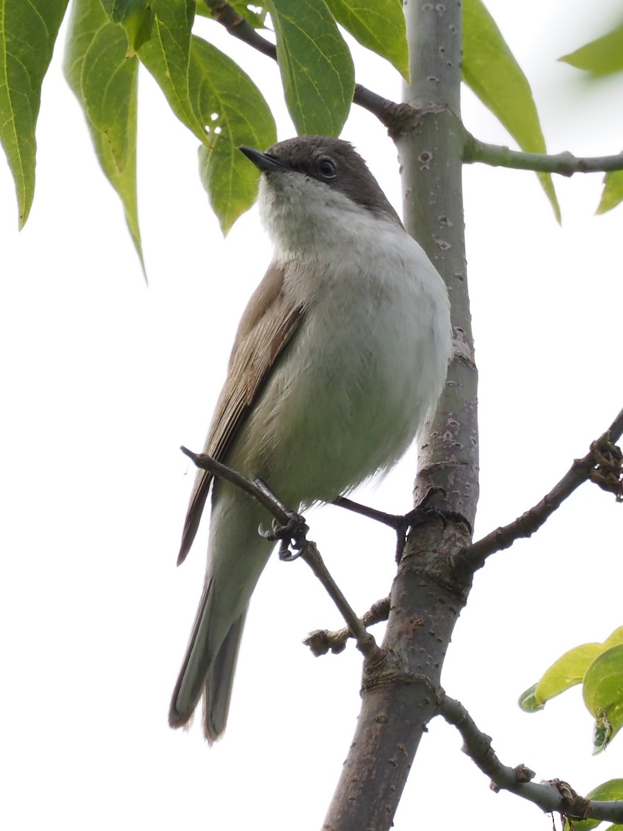 Lesser Whitethroat - ML598757731