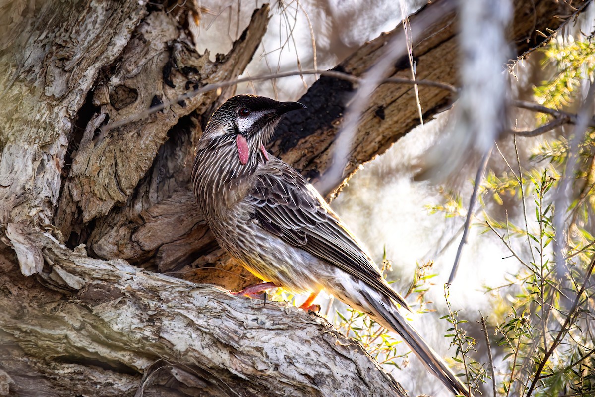 Red Wattlebird - Torsten Heikaus