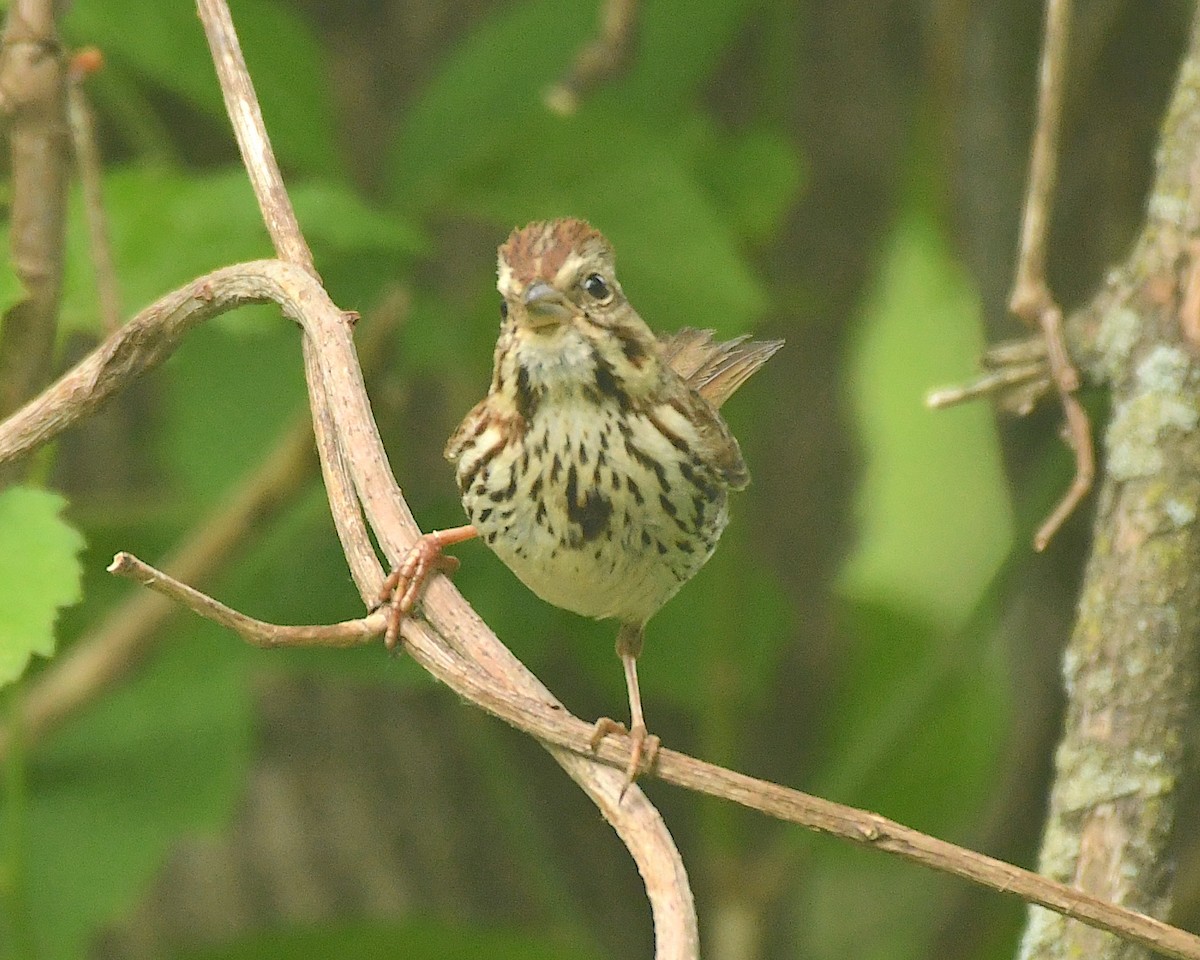 Song Sparrow - ML598758221