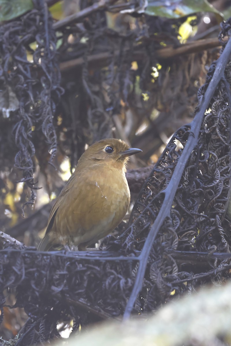 Panao Antpitta - ML598758231