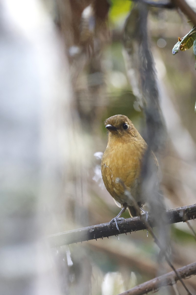 Panao Antpitta - ML598758241