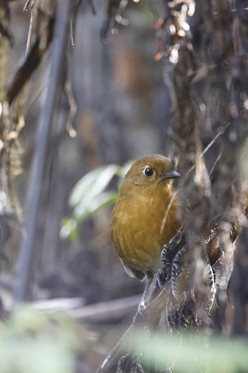 Panao Antpitta - ML598758251