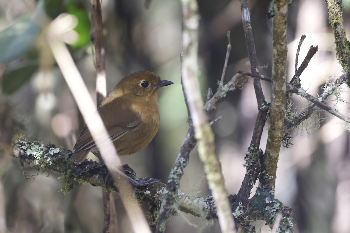 Panao Antpitta - ML598758261