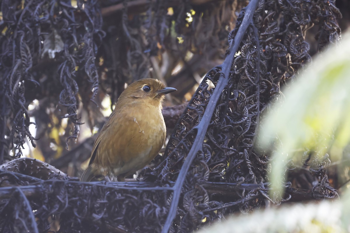 Panao Antpitta - ML598758271