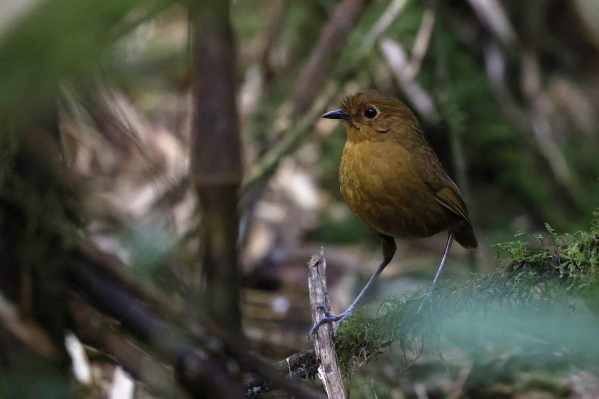 Panao Antpitta - ML598758281