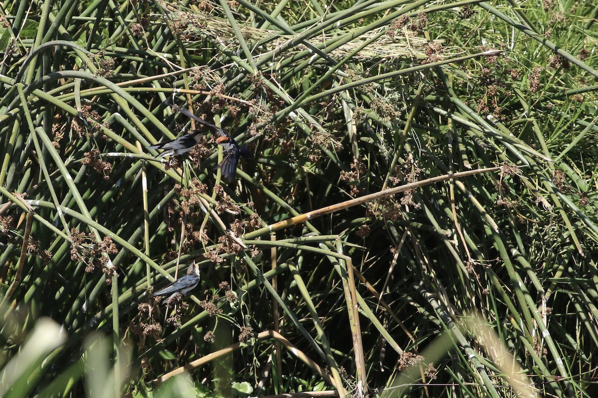 Wire-tailed Swallow - Will Schenck