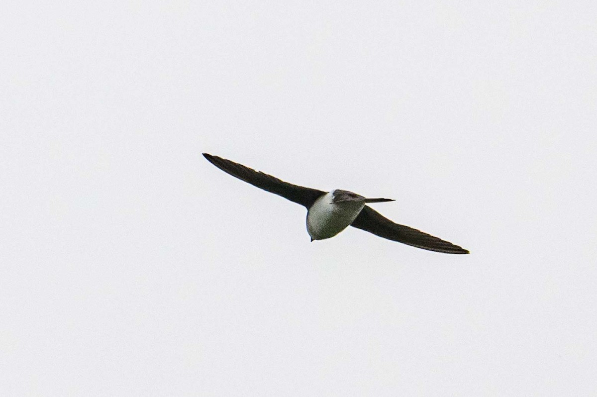 Tree Swallow - ML598758631