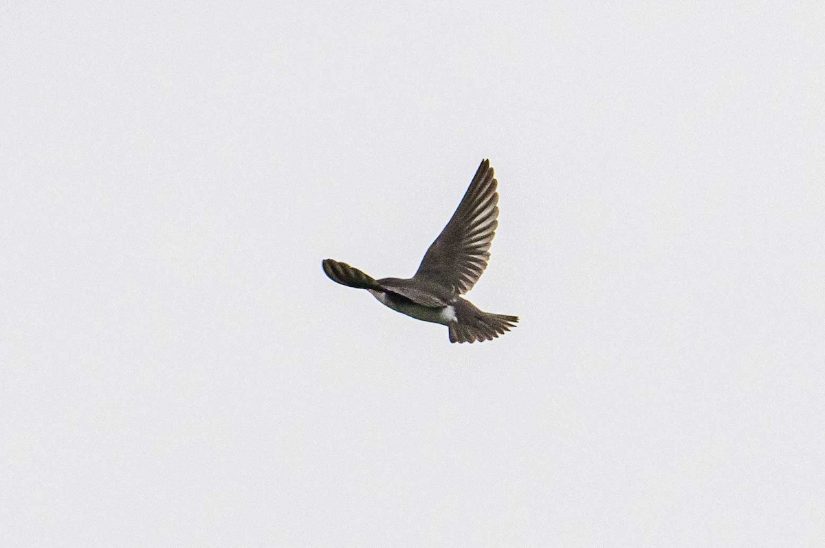 Golondrina Bicolor - ML598758651