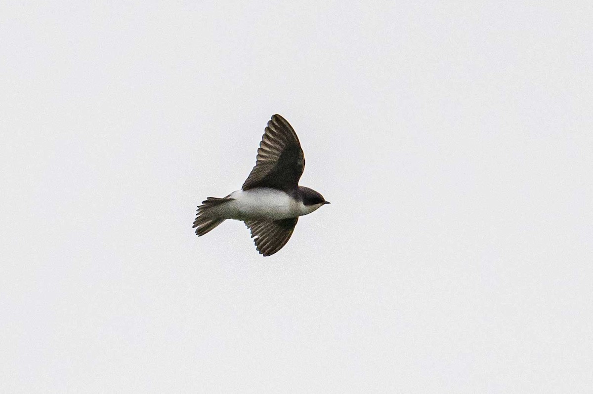 Golondrina Bicolor - ML598758661