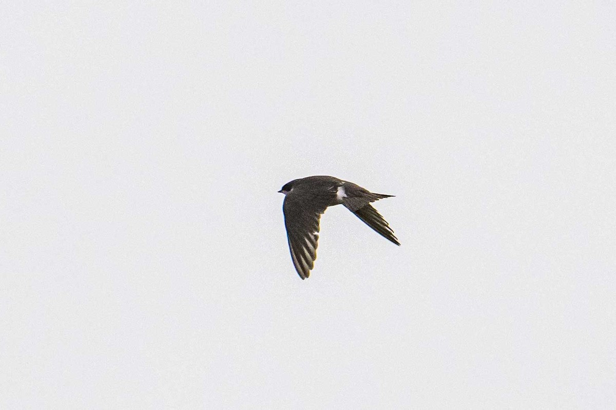 Golondrina Bicolor - ML598758691