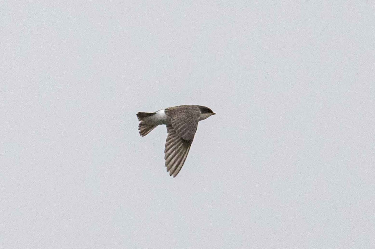 Golondrina Bicolor - ML598758701