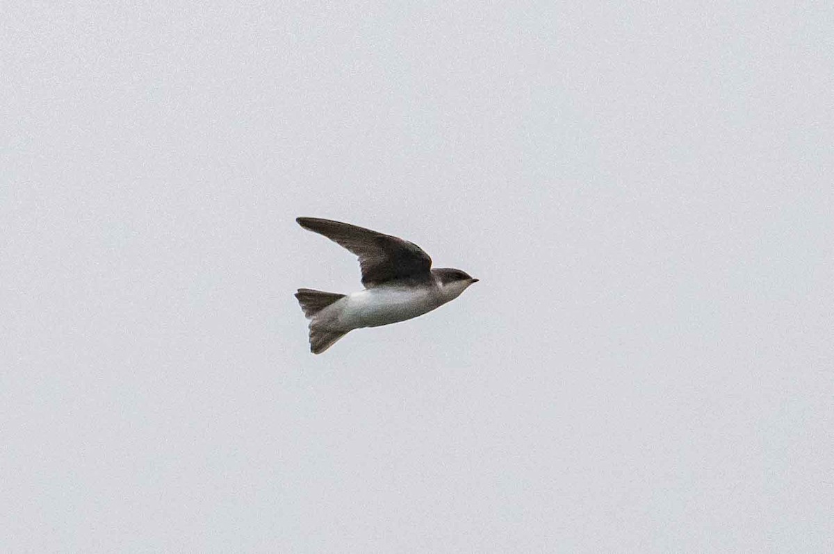 Tree Swallow - Frank King