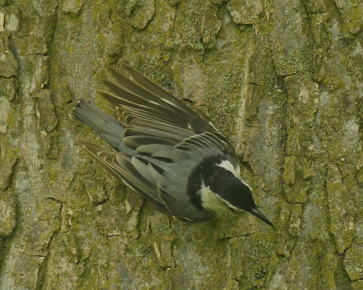 Каролинский поползень (carolinensis) - ML598759111