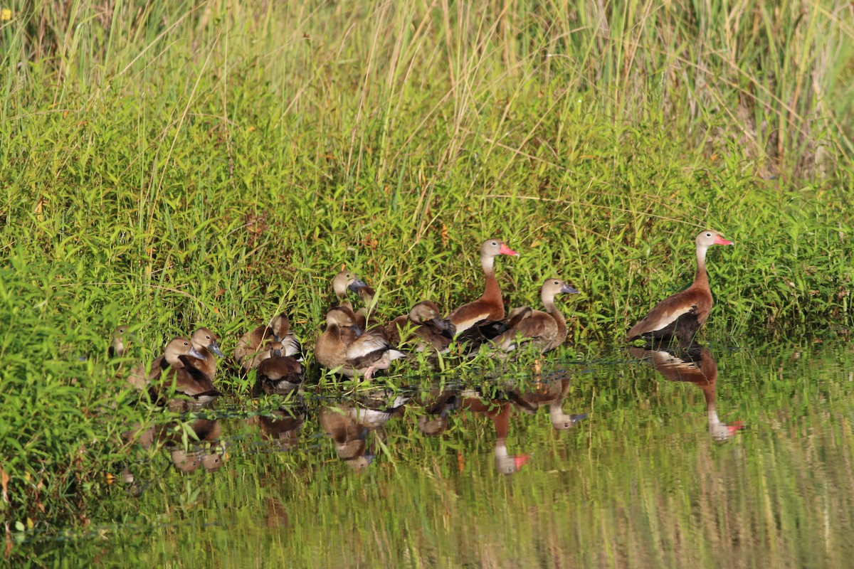 Black-bellied Whistling-Duck - ML598759321