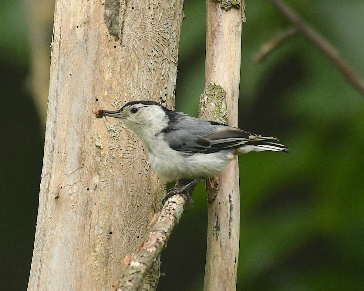 White-breasted Nuthatch (Eastern) - Ted Wolff
