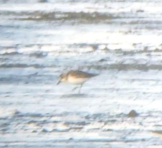 Semipalmated Sandpiper - ML598760051