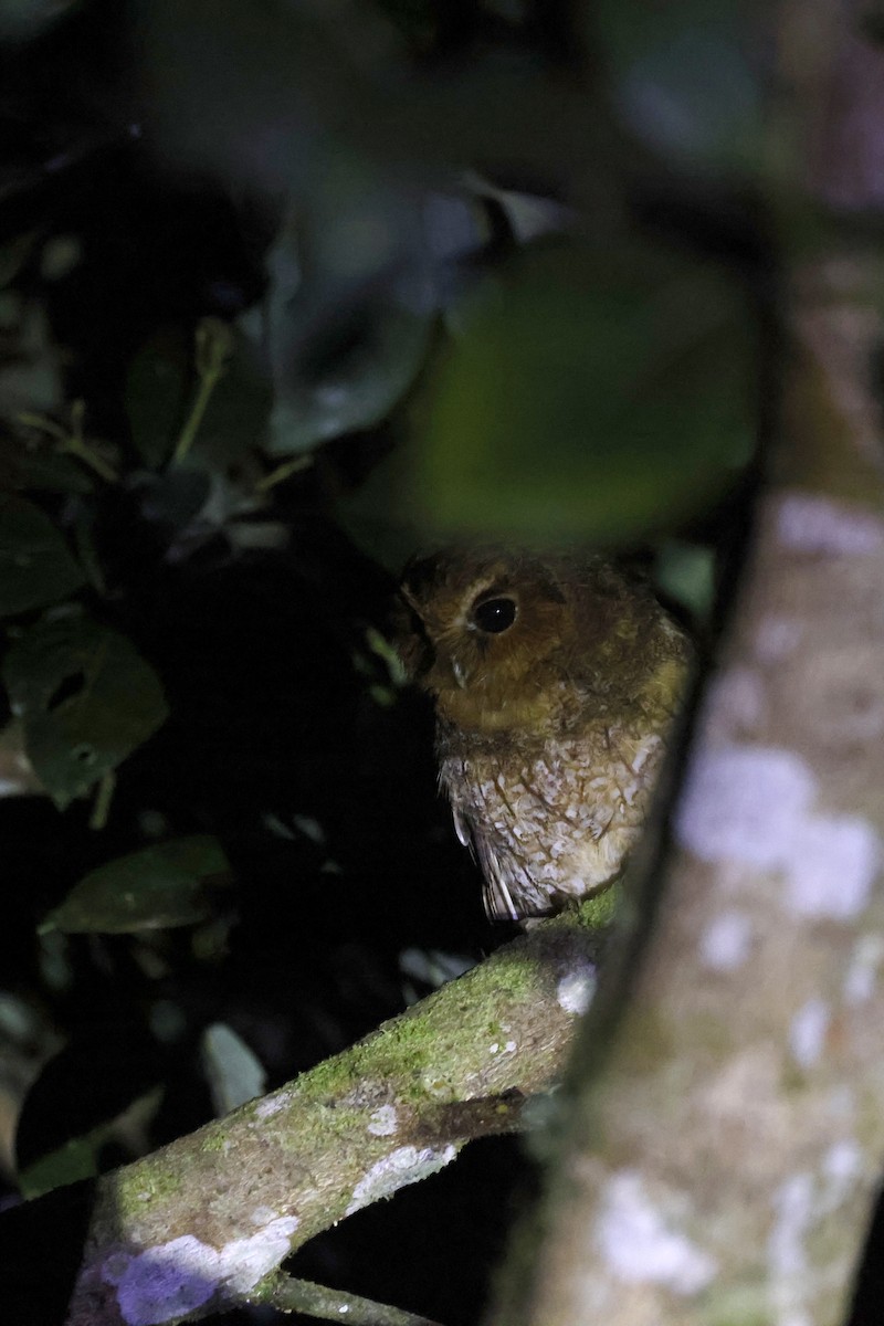 Rufescent Screech-Owl (Rufescent) - ML598760621