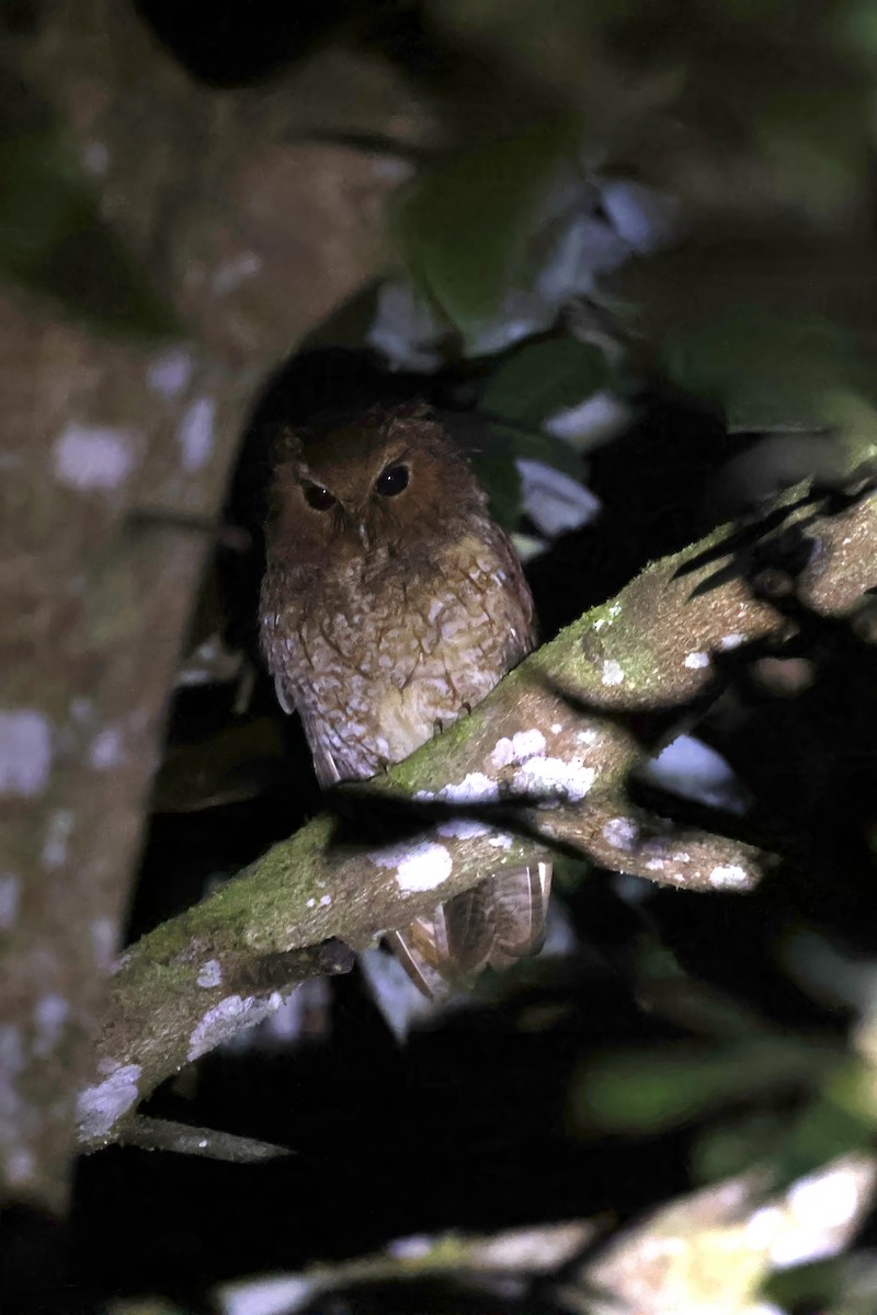 Rufescent Screech-Owl (Rufescent) - ML598760631