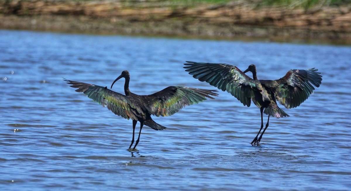 Glossy Ibis - ML598761781