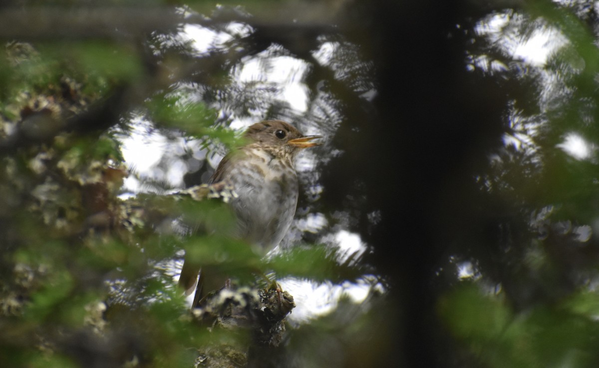 Bicknell's Thrush - ML598762561