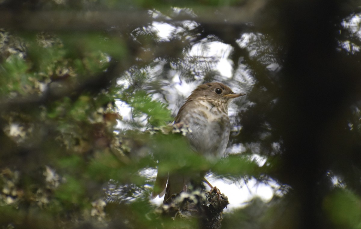 Bicknell's Thrush - ML598762571