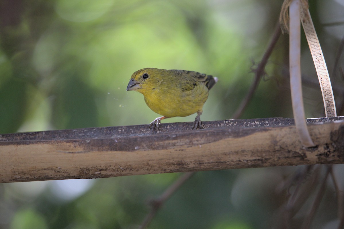Saffron Finch - ML598762841