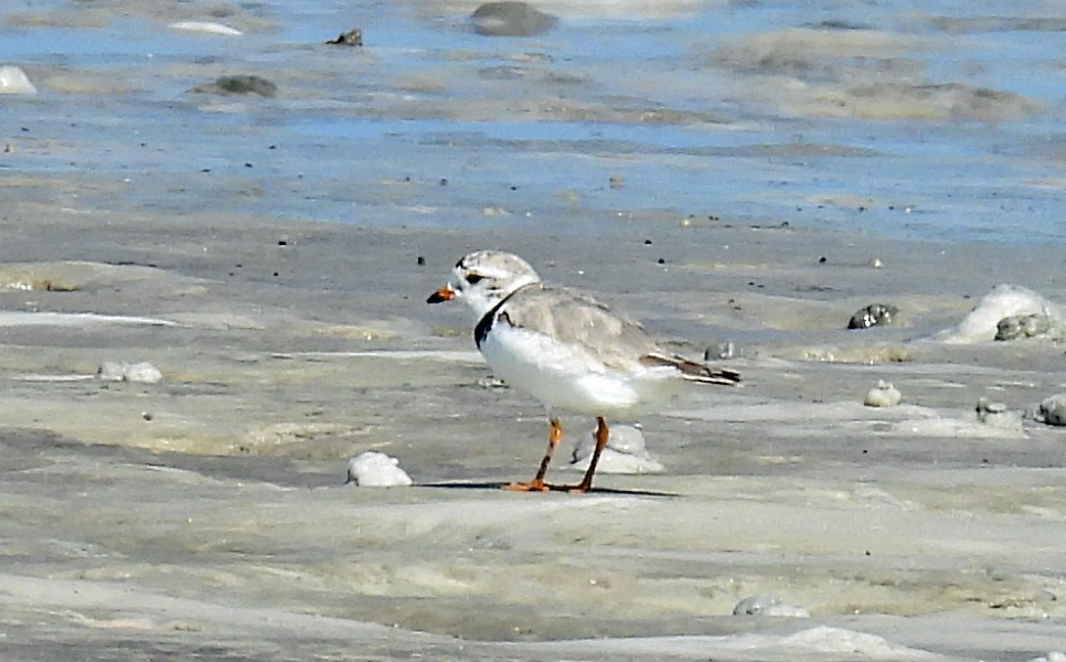 Piping Plover - ML598763181